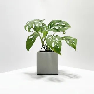 【原植】穿孔龜背芋(送禮 室內 植物 植栽)