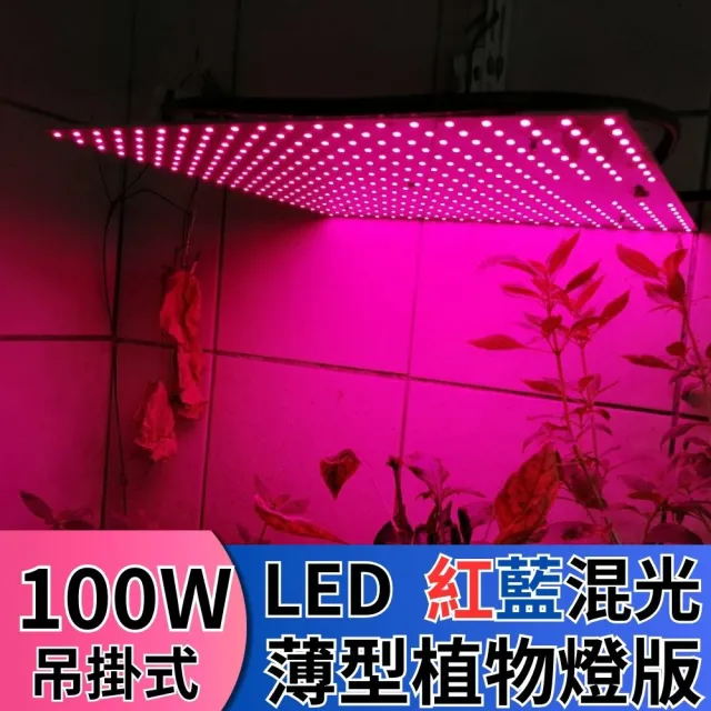 【JIUNPEY 君沛】LED100W薄型植物燈板 100瓦吊掛式植物燈 紅藍混光 專業型光譜(植物燈)