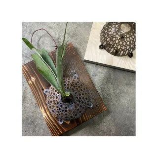 【蕨對好用】鹿角蕨植板組合包_原木色×蕨藝好球_18x25cm(多肉組盆、苔球花藝 瘋狂植物社)