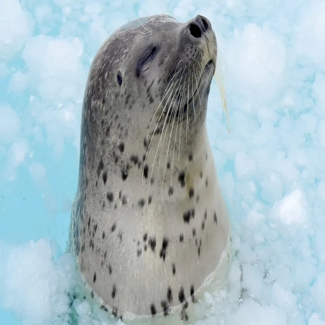 喜鴻假期 【長榮特惠春旅北海道５日】熱氣球升空、小樽水族館、敘敘苑人氣燒肉、螃蟹美人湯