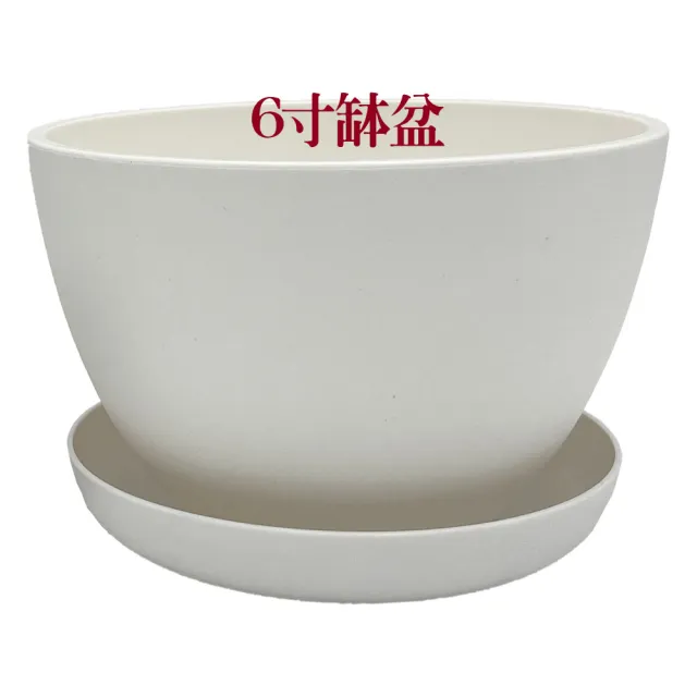【小美紀】6寸缽盆附底盤(花盆 花架 圓盆 多肉盆 盆栽 水盤 肥料 多肉)