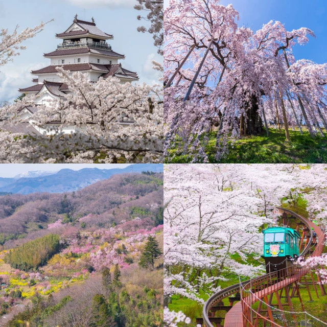 吉航旅遊 精緻假期-雪之迴廊藏王雪壁會津鐵道會津若松城大內宿五色沼豬苗代湖賞花溫泉美食五日-星宇航空