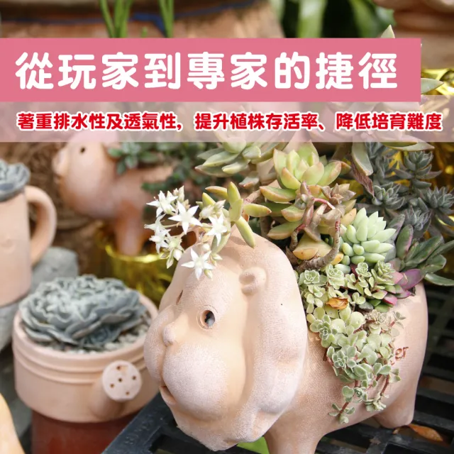 【花公主】多肉植物專用石2L 3件組(多肉植物適用/排水/透氣)