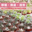 【花公主】多肉植物專用石2L 3件組(多肉植物適用/排水/透氣)