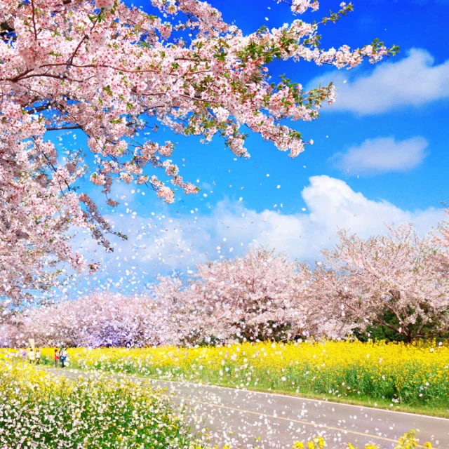 喜鴻假期 【不進人蔘保肝．花漾濟州５天】黃金油菜花海、櫻花隧道、史努比庭園、亂打秀、鮑魚海鮮鍋