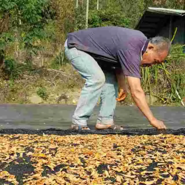 {福伯薑黃}紅薑黃錠添加黑胡椒(小農自產自銷)