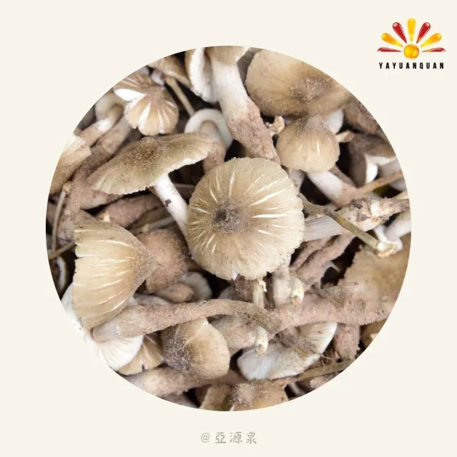 亞柏林 純野生雞肉絲菇 切片 70g/包 5包組(雞肉絲菇)