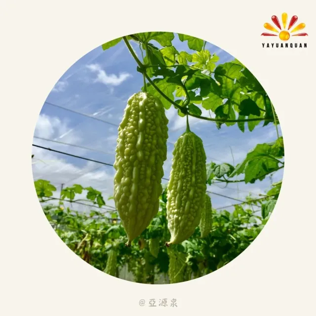 亞柏林 山苦瓜茶 100g/包 10包組(苦瓜茶)
