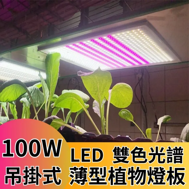 【JIUNPEY 君沛】君沛植物燈 LED100W薄型植物燈板 100瓦吊掛式 雙色光譜設計有助於提高栽培效率(植物燈)