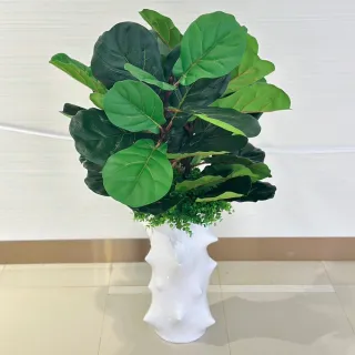 【HUGO DECO 榆果傢飾】高擬真小琴葉榕植栽  免運專人配送限雙北市(開幕/擬真花/佈置/新居落成/送禮)