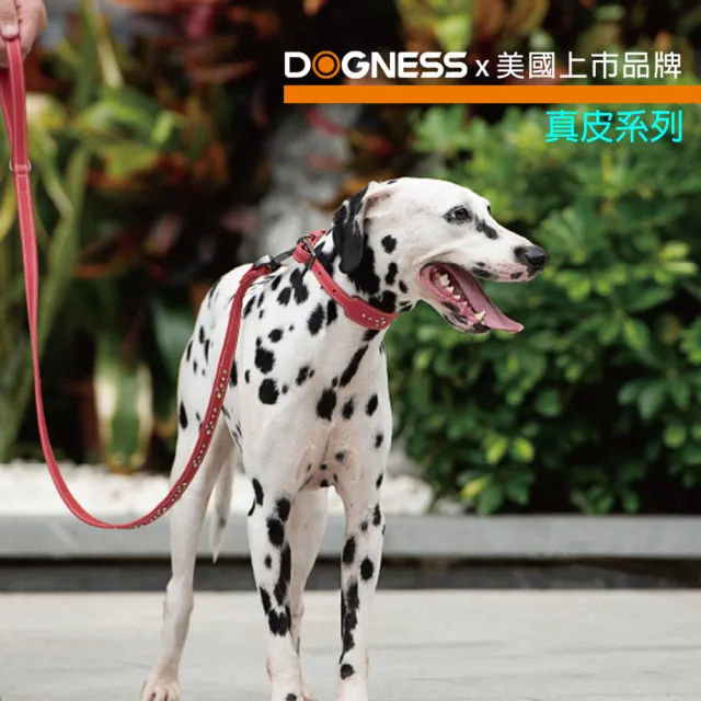【DOGNESS多尼斯】真皮系列箭頭項圈_L號(狗項圈 狗狗項圈 真皮項圈)