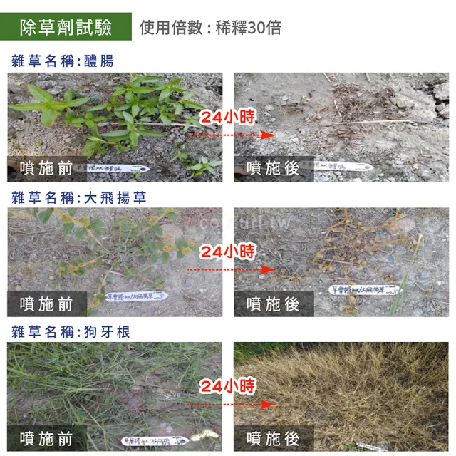【除草達人】草速乾66%壬酸除草劑(濃縮液、非農藥無毒殺草劑、除青苔雜草 瘋狂植物社)