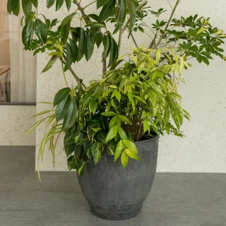 【HALLO HUTTE】LUSH HAVEN 綠意家園 室內組合盆(D45 H38/含水盤)