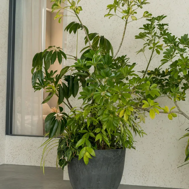 【HALLO HUTTE】LUSH HAVEN 綠意家園 室內組合盆(D45 H38/含水盤)