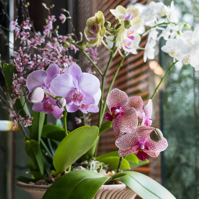 【HALLO HUTTE】Orchid Garden Gift Box 季節蘭園禮盆 Bergspotter Daisy(D25/含底盤)