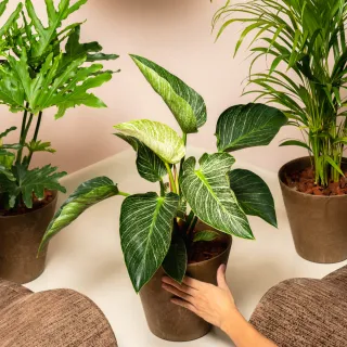 【HALLO HUTTE】URBAN OASIS 都市綠洲精選三重奏 落地型