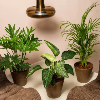 【HALLO HUTTE】URBAN OASIS 都市綠洲精選三重奏 落地型