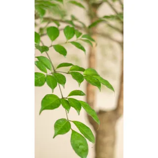 【HALLO HUTTE】VERDURE 翠綠繁茂之心
