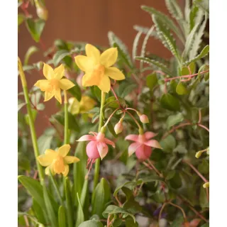 【HALLO HUTTE】Flora Fusion Gift Box 季節盆花禮盆 Bergspotter Helena L21cm