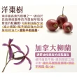 【古寶無患子】3入組 舒爽薄荷控油去屑純露洗髮精480g