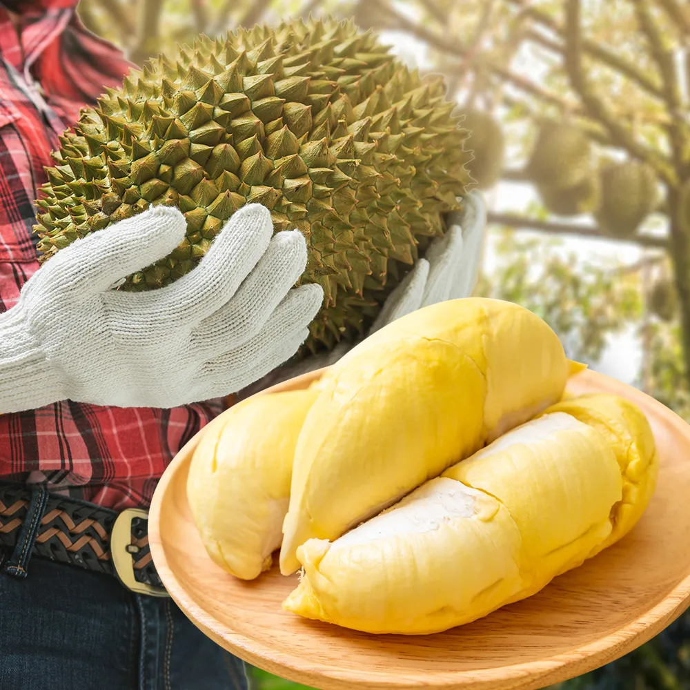 送料無料！！タイ産 泰国新鲜榴莲 金枕榴蓮 1箱/10kg前後 （吉杰
