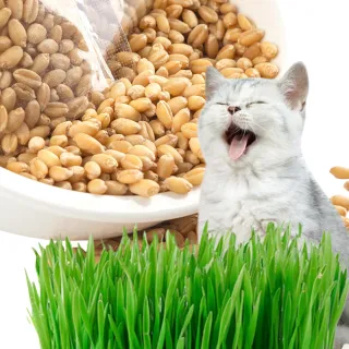 【kurumapop】小麥草種子200g(貓草種子 DIY小麥草種植 水培貓草 土耘貓草 貓零食 寵物食用植物)