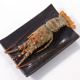【華得水產】野生頂級龍蝦4隻組(200-250G/隻)