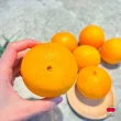 【舒果SoFresh】美國肚臍丁 大果粒(10顆x4袋/約8.9kg/箱)
