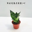 【Gardeners】青紋短葉虎尾蘭 3吋盆-1入(室內植物/綠化植物/觀葉植物)