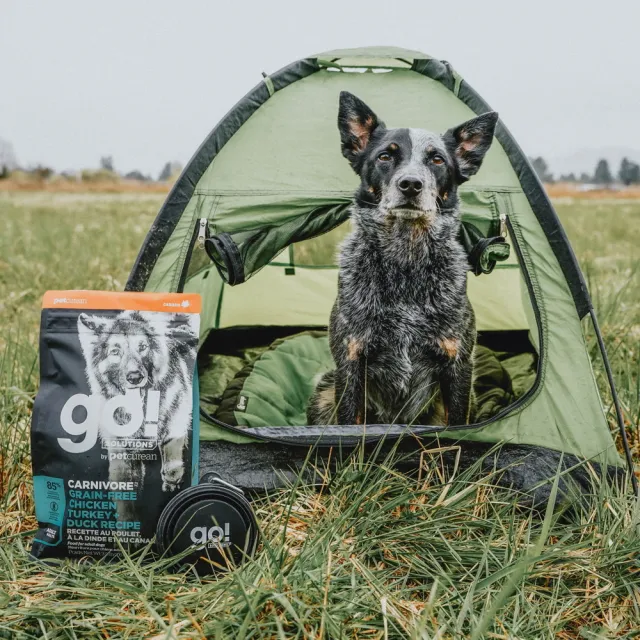 【Go!】雞肉鮭魚 3.5磅 成犬高肉量系列 低碳水無穀天然糧(狗糧 狗飼料 寵物食品 挑嘴)