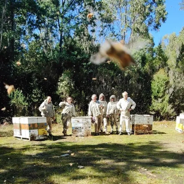 【THE TASMANIAN HONEY COMPANY】澳洲塔斯馬尼亞島夏日百花生蜂蜜-500g(Meadow)