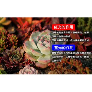 【ROYAL LIFE 皇室生活】LED可定時植物生長燈-四管(多肉植物燈/水草燈/花卉燈/夾燈/燈條/檯燈)
