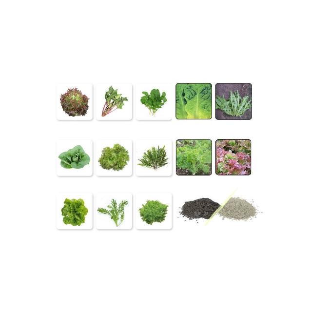 【蔬菜工坊】新手生菜類種子系列-各包裝數量詳見內文及圖片說明