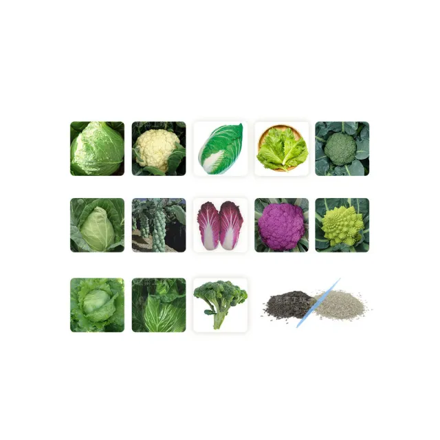 【蔬菜工坊】結球及花菜類種子系列-各種包裝數量詳見內文及圖片(花椰菜 青花菜 萵苣 高麗菜 美生菜)