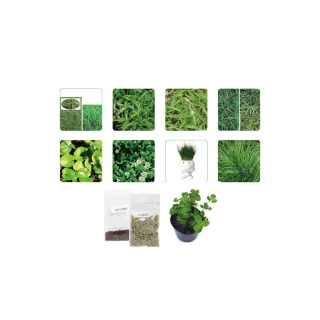 【蔬菜工坊】草皮類種子系列-各包裝數量詳見內文及圖片(百喜草 類地毯草 假儉草 百慕達草)