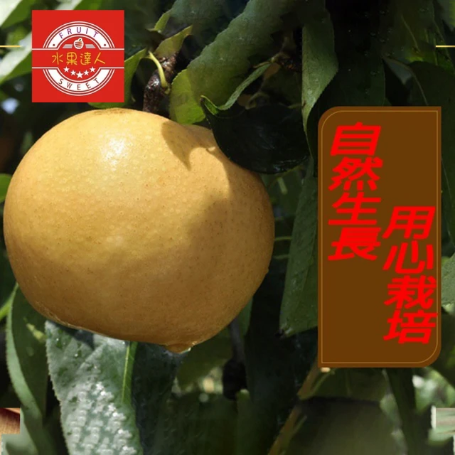 【MOMO獨家 水果達人】苗栗卓蘭爆汁高接梨禮盒5-8顆*1箱(7.5斤±10%/箱中秋禮盒)