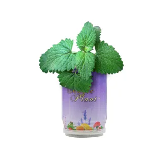 【蔬菜工坊】iPlant易開罐花卉-貓薄荷