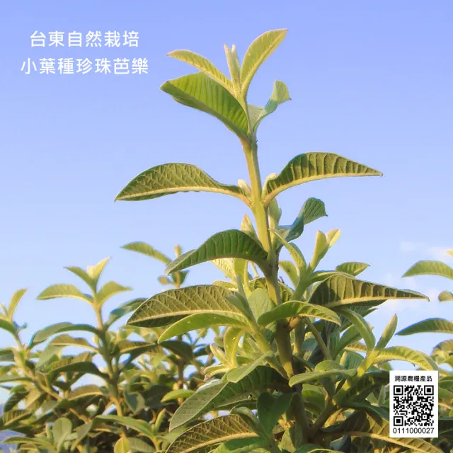 【沁意】無咖啡因減醣功效! 芭樂芯葉茶包特惠組(30入x3袋/免運)