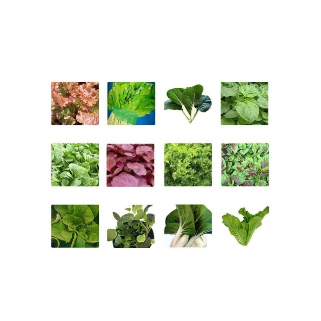【蔬菜工坊】新手短期收成全年可栽培葉菜類種子系列-各種包裝數
