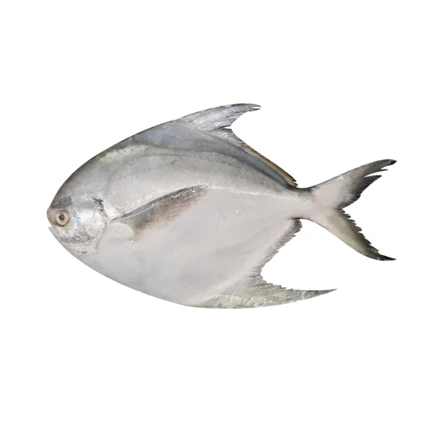 【2026】白鯧魚推薦10款高評價人氣品牌排行榜 | BALIMAN情報局
