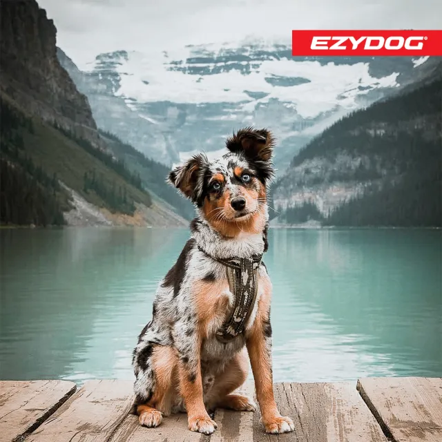 【EZYDOG】狗體工學胸背帶 特殊色 L號(送400元寵物車用束帶 寵物胸背帶 H型胸背帶 寵物用品 牽繩)
