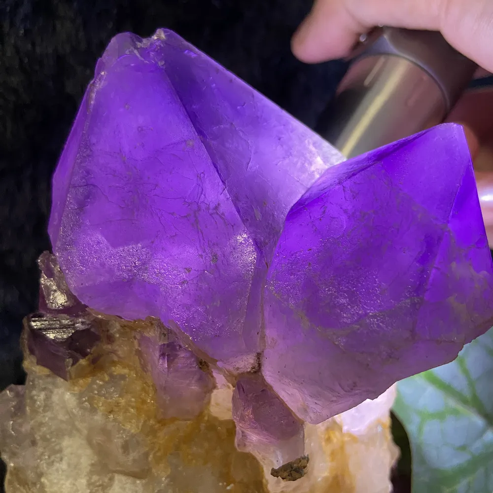 【Cozy 世界水晶原礦與茶】剛果紫晶大牙 43-5(招財和招貴人的磁場)