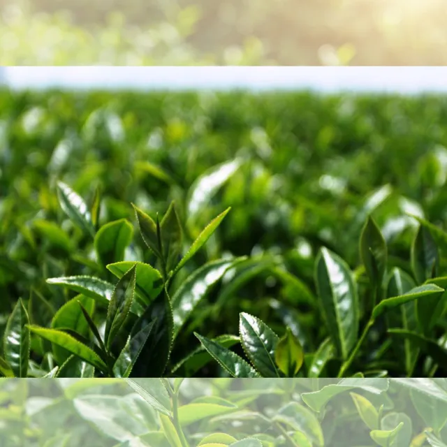 【臺茶舍】禮盒裝南投鹿谷凍藏茶X150gX2(真正臺灣高山茶 台灣好茶)(中秋禮盒)