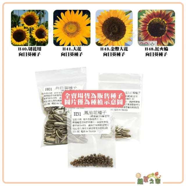【蔬菜工坊】全年及夏季可栽培花卉種子系列-各包裝數量詳見內文(向日葵 百日草 萬壽菊 雞冠花 大理花)