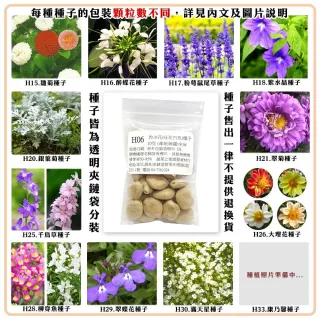 【蔬菜工坊】冬季可栽培花卉種子系列-各包裝數量詳見內文及圖片(魯冰花 波斯菊 蜀葵 金盞花)