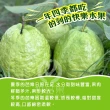 【初品果】產地直送雙色蜜芭樂禮盒5斤x4盒(黃金蜜+紅心芭樂/國民水果/產地直送/禮盒)