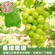 【WANG 蔬果】日本長野/山梨縣溫室麝香葡萄1房禮盒x4盒(350-400g/串)(中秋禮盒)