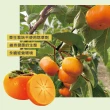 【初品果】摩天嶺高山9A甜柿特大顆12顆x1箱/禮盒(300g/顆_中秋禮盒_產地直送_大宗採購)