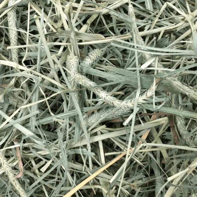 【OXBOW】提摩西草 & 果園草 2 in 1 雙重口感牧草 40oz(提摩西牧草、果園草、牧草、兔兔、天竺鼠、龍貓)