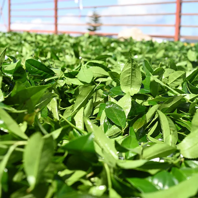 【Funbodhi 方菩提】奶香金萱茶/烏龍茶/高山茶75gx8包(共1斤;冷泡茶/阿里山/春茶)